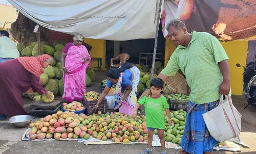 மா அறுவடை தொடங்கியதால்  தருமபுரி மார்க்கெட்டில் மாம்பழம் விற்பனை களை கட்டியது