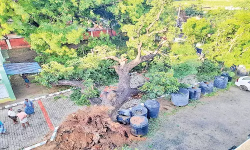 திருக்குறுங்குடியில் சூறைக்காற்றுடன் மழை : பழமை வாய்ந்த மரம் சாய்ந்தது