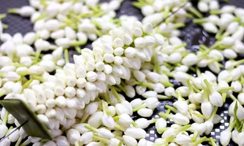 நெல்லையில் இன்று பூக்களின் விலை கடும் உயர்வு; பிச்சிப்பூ  கிலோ ரூ.1,500-க்கு  விற்பனை