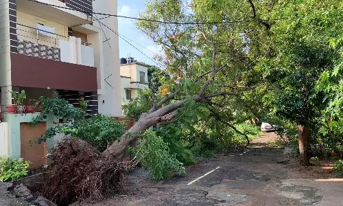 வடவள்ளியில் ெபய்த கனமழையால் 15-க்கும் மேற்பட்ட மரங்கள் வேரோடு சாய்ந்தது