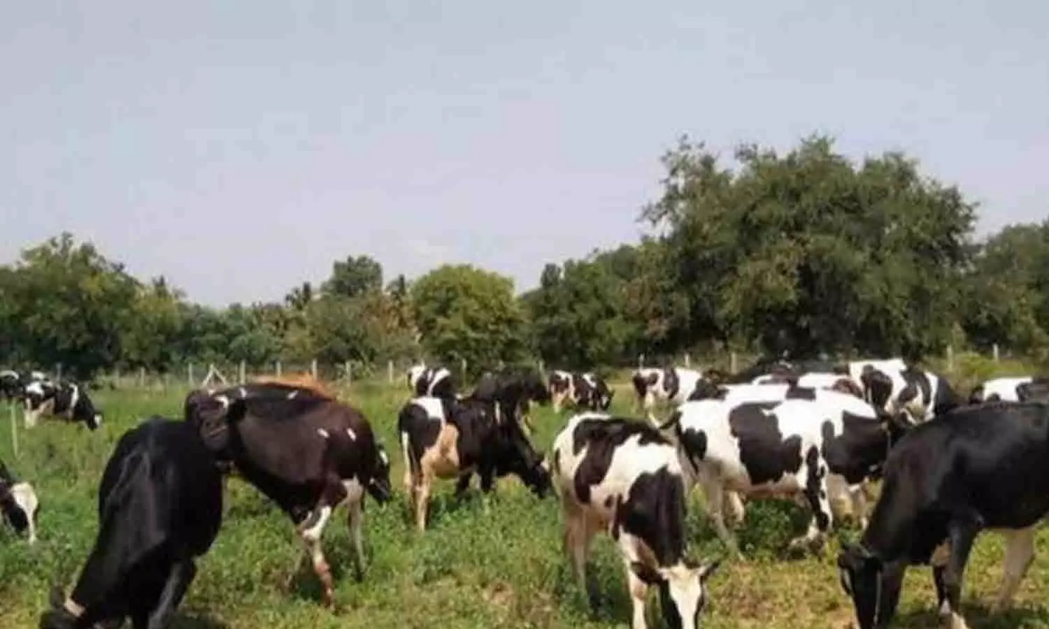 கோடை மழையால் நீங்கிய பசுந்தீவன பற்றாக்குறை