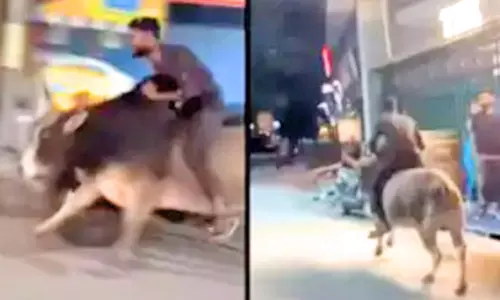 குடிபோதையில் காளை மீது ஏறி சவாரி செய்த வாலிபர்- வீடியோ வைரலானதால் கைது