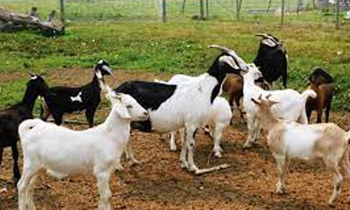 பண்டுதகாரன்புதூரில் வெள்ளாடு வளர்ப்பு பயிற்சி முகாம்