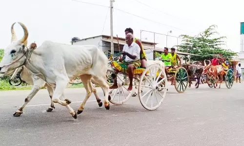 இரட்டை மாட்டுவண்டி பந்தயம்