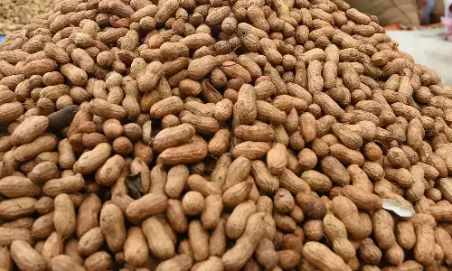 நிலக்கடலை ரூ.3¾ லட்சத்துக்கு ஏலம்