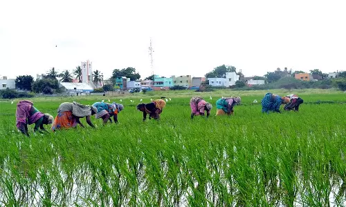 நெமிலி சுற்றுவட்டார பகுதிகளில் களை எடுக்கும் பணியில் வட மாநில தொழிலாளர்கள்