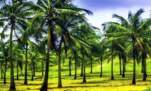 தென்னை சாகுபடி செழிப்பதற்கான வழிமுறைகள் - விவசாயிகளுக்கு வேளாண் துறை விளக்கம்