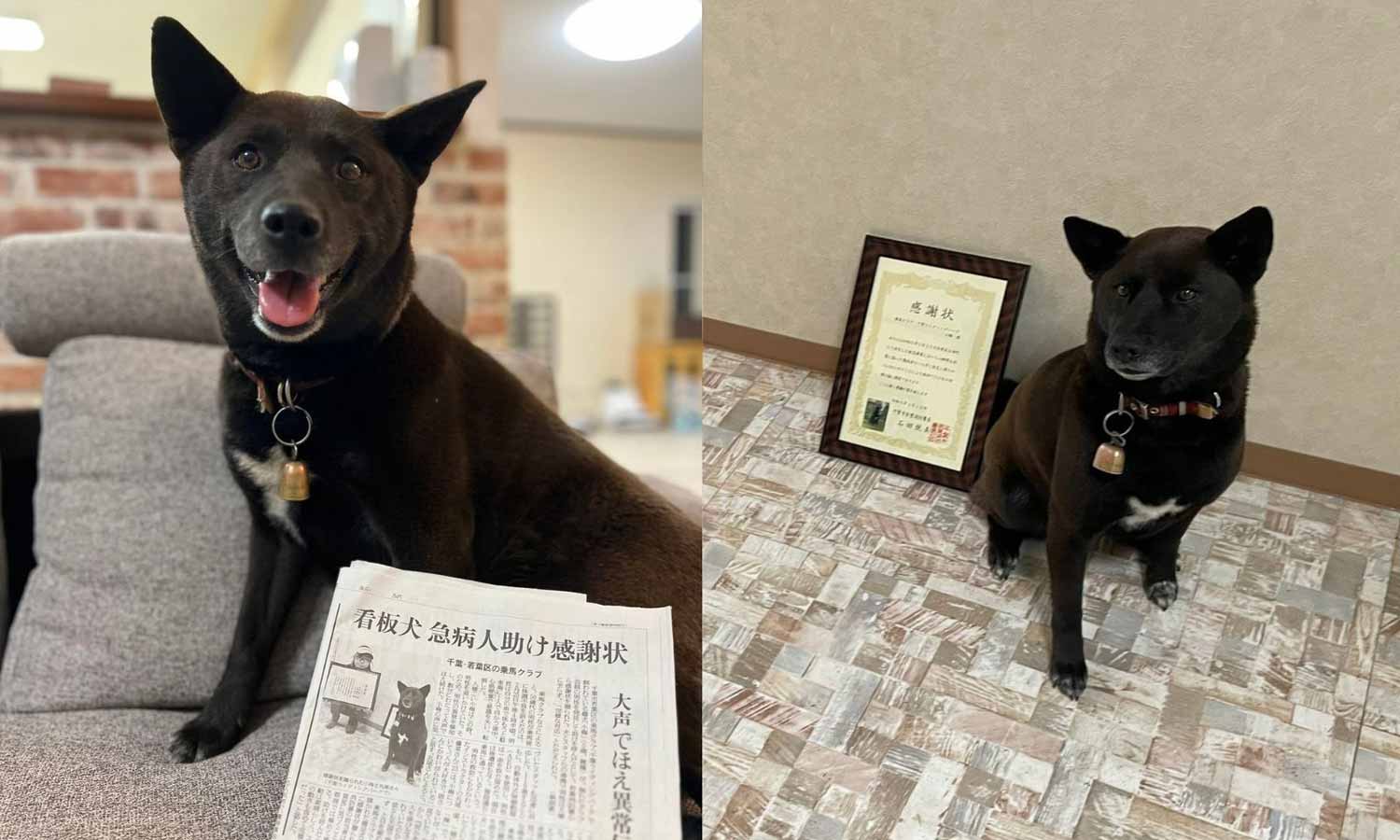 ஜப்பானில் மாரடைப்பால் சரிந்து விழுந்த நபரின் உயிரைக் காப்பாற்றிய நாய்க்கு விருது