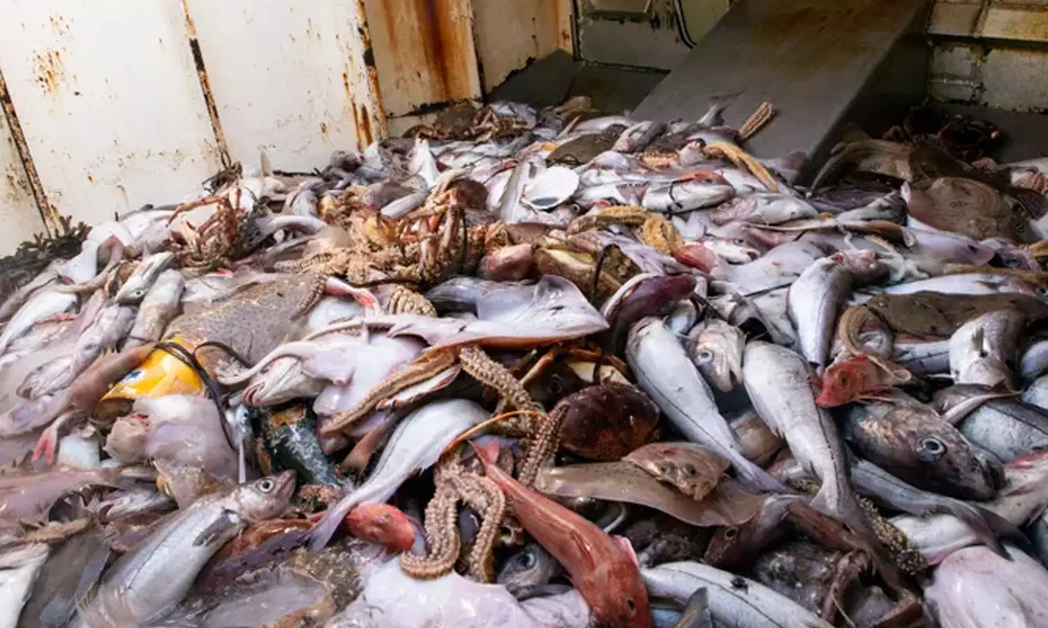 ஆலங்குடி வார சந்தையில் துர்நாற்றம் வீசும் மீன் கழிவுகளை அகற்ற கோரிக்கை ஆலங்குடி வார சந்தையில் துர்நாற்றம் வீசும் மீன் கழிவுகளை அகற்ற கோரிக்கை