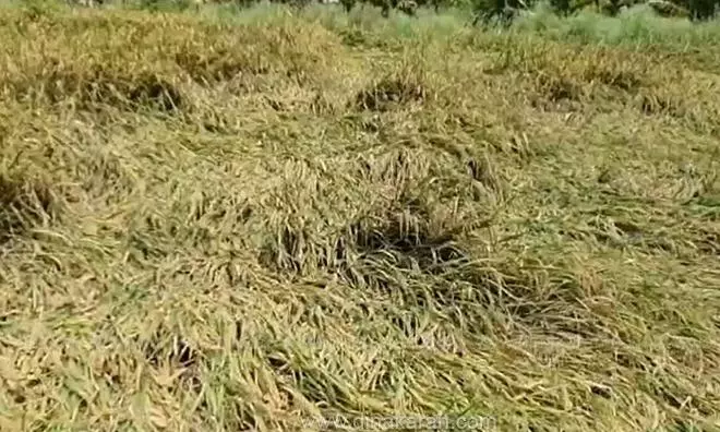 கிருஷ்ணகிரியில் கனமழையால் 200 ஏக்கர் தண்ணீரில் மூழ்கி சேதம் கிருஷ்ணகிரியில் கனமழையால் 200 ஏக்கர் தண்ணீரில் மூழ்கி சேதம்