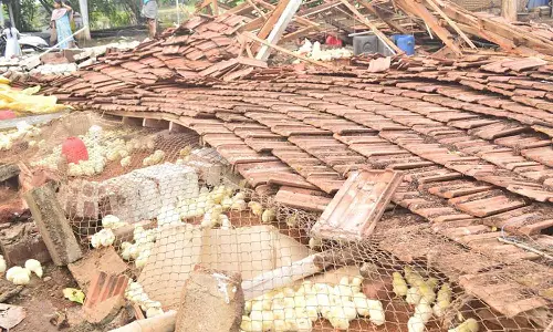 அலங்காநல்லூர் பகுதியில் சூறாவளி காற்றுடன் கனமழை- கோழிப்பண்ணை இடிந்து விழுந்து 3 ஆயிரம் கோழி குஞ்சுகள் பலி
