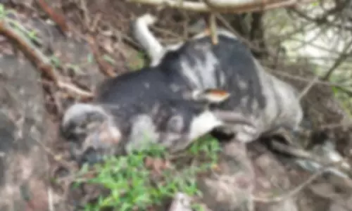 போடி அருகே ஜல்லிக்கட்டு காளை வேட்டையாடி கொலை