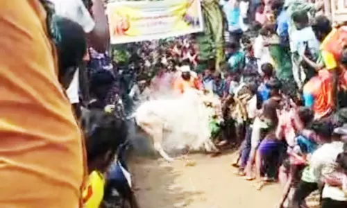 பெரிய அய்யம்பாளையம் கிராமத்தில் காளைவிடும் திருவிழா