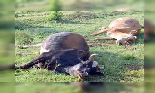 ஹைவேவிஸ் பேரூராட்சியில் மர்ம நோய் தாக்கி 20 பசுக்கள் பலி