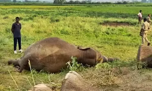 ஆந்திராவில் மின்சாரம் தாக்கி 4 காட்டு யானைகள் பலி