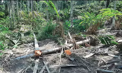 ஊட்டி ஸ்ரீமதுரை பகுதியில் பாக்கு மரங்களை சேதப்படுத்திய காட்டு யானைகள்