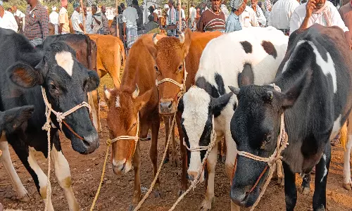 புளியம்பட்டி வார சந்தையில் கால்நடைகள் விற்பனை அமோகம்