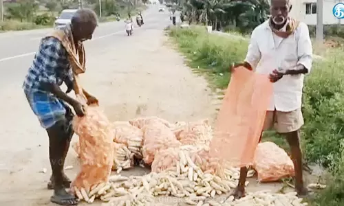 குவியல் குவியலாக சாலை ஓரங்களில்முள்ளங்கிகளை கொட்டிய விவசாயிகள்