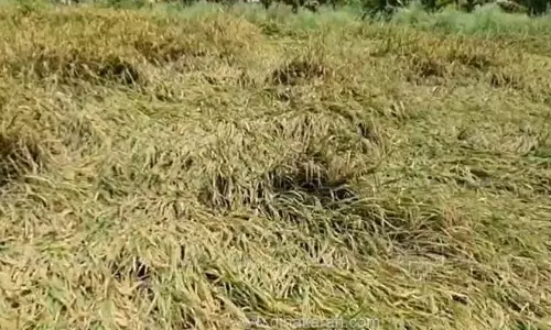 கிருஷ்ணகிரியில் கனமழையால் 200 ஏக்கர் தண்ணீரில் மூழ்கி சேதம்