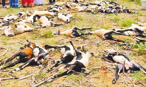 சிவகாசி அருகே மர்மமாக இறந்து கிடந்த 43 ஆடுகளால் பரபரப்பு