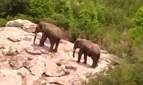 தமிழக-ஆந்திர எல்லையில் 4 பேரை மிதித்து கொன்ற யானைகளை மயக்க ஊசி செலுத்தி பிடிக்க தீவிரம்