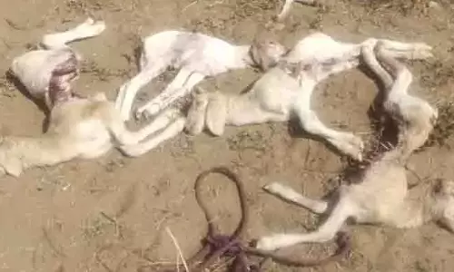 அரவக்குறிச்சி அருகே 18 செம்மறி ஆடுகள் மர்ம சாவு