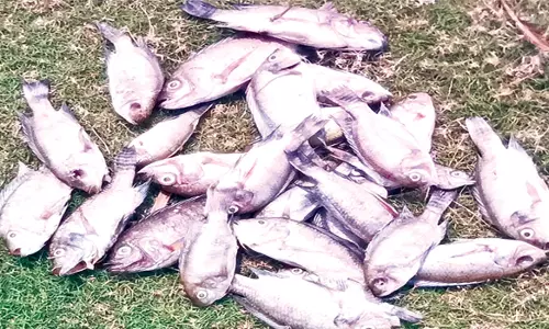 ஜேடர்பாளையம் அருகே குளத்தில் செத்து மிதக்கும் மீன்கள்