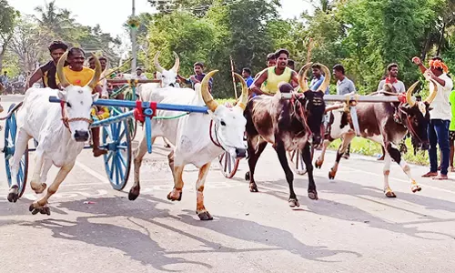 இரட்டை மாட்டு வண்டி பந்தயம்