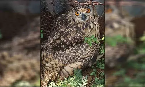 வெள்ளகோவிலில் அடிபட்ட ஆந்தைக்கு சிகிச்சை