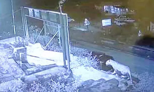 ஊட்டியில் போலீஸ் நிலைய வளாகத்தில் சுற்றிய சிறுத்தை