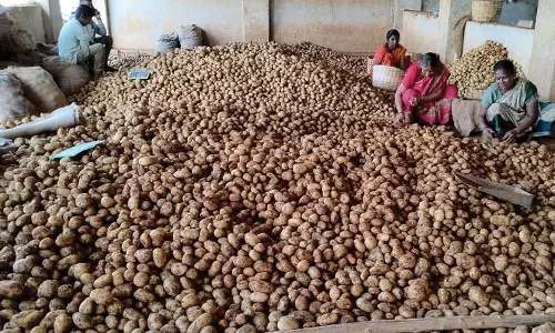 மேட்டுப்பாளையம் மண்டிகளுக்கு வெளிமாநிலங்களில் இருந்து உருளைக்கிழங்கு வரத்து அதிகம்