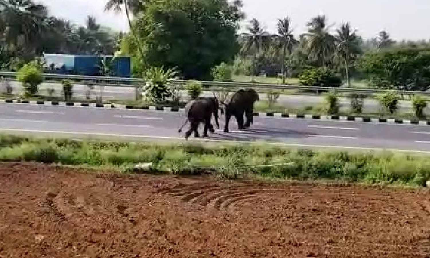 நாட்டறம்பள்ளி அருகே 6 பேரை கொன்ற காட்டு யானைகள்- கிராமத்தில் புகுந்து அட்டகாசம்