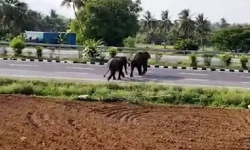 நாட்டறம்பள்ளி அருகே 6 பேரை கொன்ற காட்டு யானைகள்- கிராமத்தில் புகுந்து அட்டகாசம்