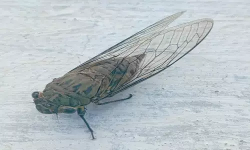 பெரும்பாறை பகுதியில் சத்தமிட்டே வெடித்து சிதறும் சித்திரை வண்டு