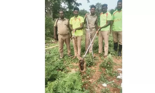 நத்தம் அருகே திருமண மண்டபத்தில் புகுந்த பாம்பு