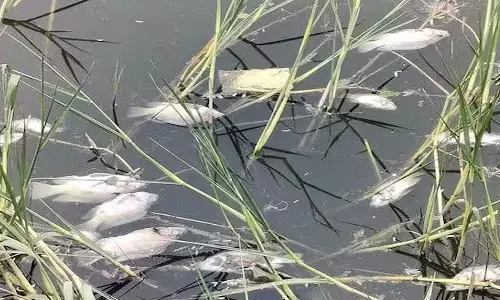 மர்மமான முறையில் செத்து மிதந்த மீன்கள்