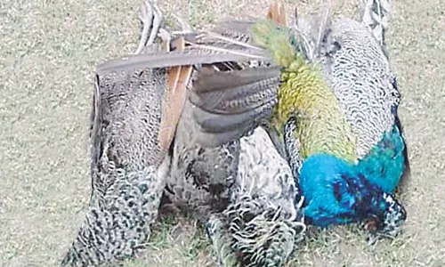 கெங்கவல்லி அருகே விஷம் வைத்து 3 மயில்கள் சாகடிப்பு