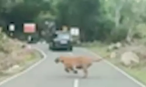 ஊட்டி அருகே கல்லட்டி மலைப்பாதையில் சாலையை கடந்து சென்ற புலி