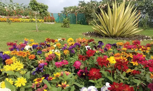 குன்னூர் பூங்காவில் குவியும் பட்டாம்பூச்சிகள்-சுற்றுலாபயணிகள் மகிழ்ச்சி