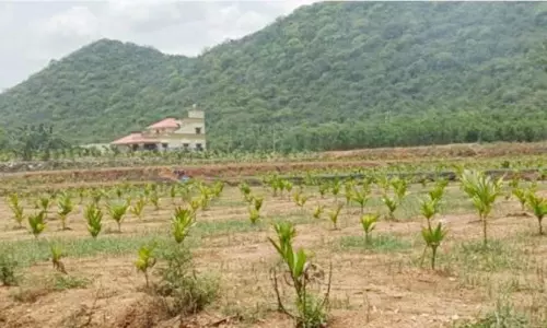 பாக்கு மரக்கன்று நடுவதில் ஆர்வம் காட்டி வரும் விவசாயிகள்