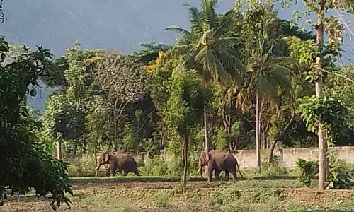 காட்டு யானைகள் தாக்கியதில் வாலிபர் படுகாயம், பசு பலி- பொதுமக்களுக்கு வனத்துறையினர் எச்சரிக்கை