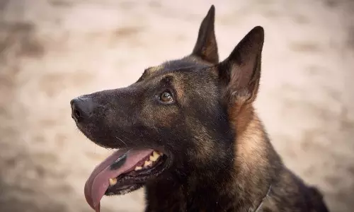 கூடங்குளம் அருகே கூத்தங்குழியில் நாட்டு வெடிகுண்டு சோதனை- மோப்பநாய் உதவியுடன் நடந்தது