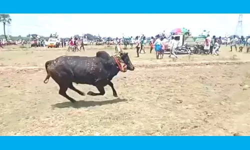 மஞ்சு விரட்டு