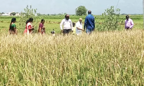 நெற்பயிர்களில் கருகல் நோய் தடுப்பு ஆலோசனை