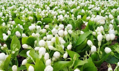 மல்லிகை சாகுபடியில் இழப்பை ஏற்படுத்தி வரும் சிறிய ரக ஈக்கள்