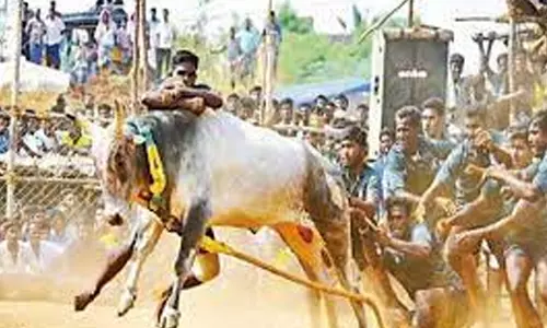 ஆலங்குடி அருகே மஞ்சுவிரட்டு