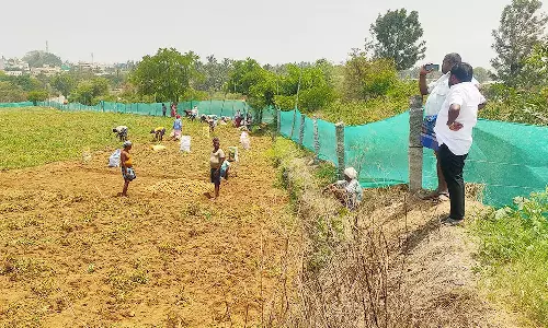 உருளைக்கிழங்கு அறுவடை தீவிரம்