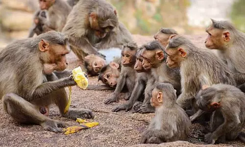 உத்தரபிரதேசத்தில் 40 குரங்குகள் விஷம் வைத்து கொலை