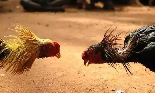 அவினாசி அருகே சேவல்  சூதாட்டம் - 2 பேர் கைது