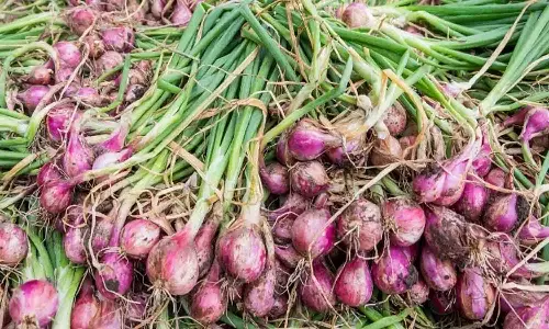 வெங்காய பட்டறை அமைக்க விவசாயிகளுக்கு மானியம்